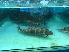 -班赞海鲜市场