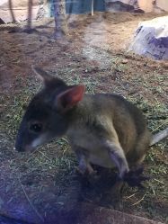 -酷嗒动物文化乐园(cutezoo西溪乐天城店)