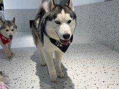 -Husky Go!哈士奇体验馆·宠物咖啡厅狗咖
