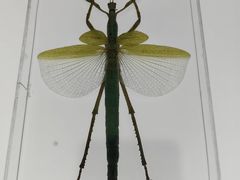 -上海昆虫博物馆