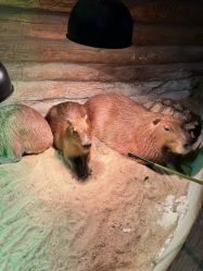 -Zoolung Zoolung动物主题公园(海信广场店)