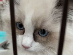 -1013 PET SHOP精品宠物商店(丁香店)