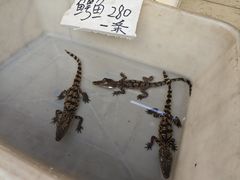 -中环花鸟鱼虫市场
