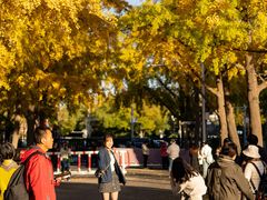 -三里屯东五街银杏大道