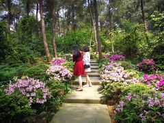 -铁山坪森林公园