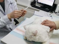-可蒙动物医院·猫科·骨科中心(首义路店)