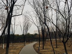 -大兴滨河森林公园