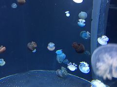 -新加坡海洋生态馆