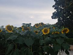 -郑州植物园