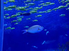 -上海海昌海洋公园