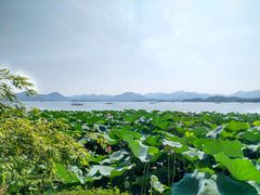 -湖畔居茶楼(湖滨店)