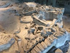 -自贡恐龙博物馆