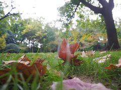 -上海共青森林公园