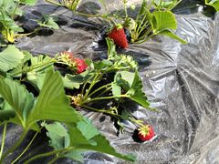 -昌平兴寿秀秀草莓采摘园
