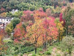 -塔川景区