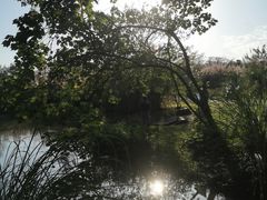 -桤木河湿地公园