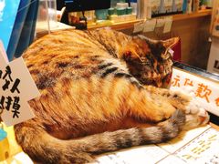 -猫的天空之城概念书店(杭州南宋御街店)