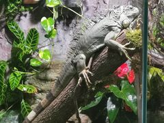 -上海大自然野生昆虫馆(东方明珠·爬宠昆虫探索中心)