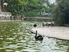 -成都动物园