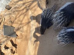 -石家庄市动物园