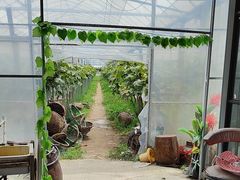 -马陆小张葡萄园农家乐