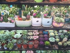 -溪岸路花鸟市场