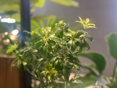 -THE WOODS 简餐 (国贸商城店)
