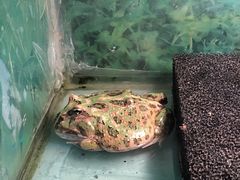 -上海大自然野生昆虫馆(东方明珠·爬宠昆虫探索中心)