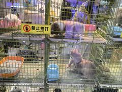 -大自然花鸟鱼虫市场