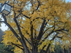 -千年银杏谷文化旅游区