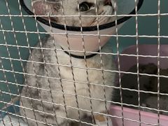 -荔康动物医院(康王北路店)