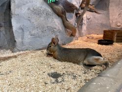 -Zoolung Zoolung动物主题公园(海信广场店)