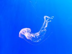 -大连老虎滩海洋公园