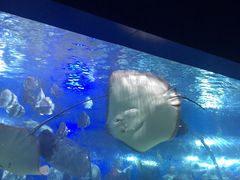 -重庆欢乐海底世界