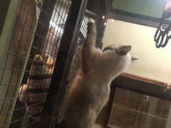 -猫咪博物馆(顶澳仔猫街店)