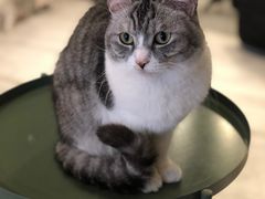 -猫儿山۰猫主题餐厅