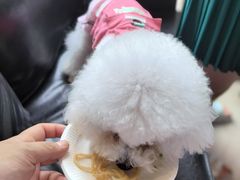 -百好乐宠物友好餐厅(朝外大街店)