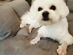 -熊小胖宠物生活馆(天华园店)