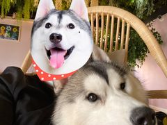 -Husky Go! 哈士奇体验馆·宠物咖啡厅狗咖