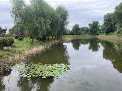 -泗洪洪泽湖湿地景区