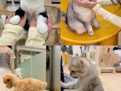 -有喵·猫咖·狗咖·30几只猫10只小狗(岗厦店)