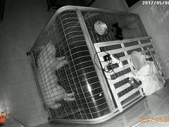 -波姐宠物家庭寄养