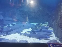 -烟台海昌鲸鲨海洋公园