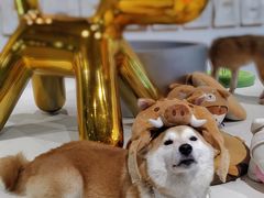 -柴务处·柴犬主题狗咖