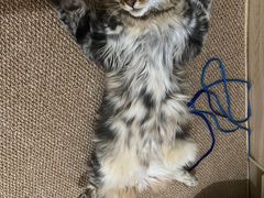 -北京赛佳动物医院