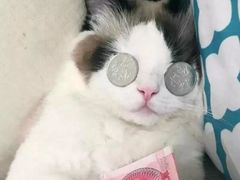 -胖哥俩肉蟹煲(石家庄长安万达店)