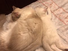 -东方名猫馆·英短金渐层布偶猫舍(环线广场1号楼店)