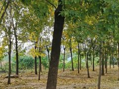 -山东师范大学(千佛山校区)