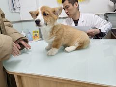 -宠福鑫康馨动物医院·骨科·眼科