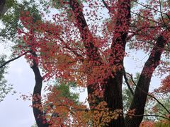 -秋霞圃